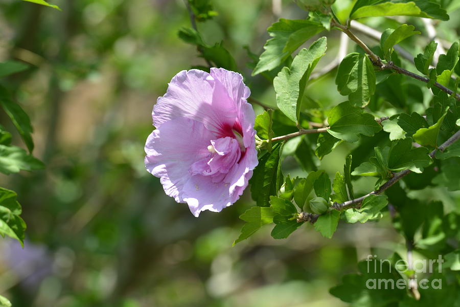 Rose of Sharon 16-01 Photograph by Maria Urso