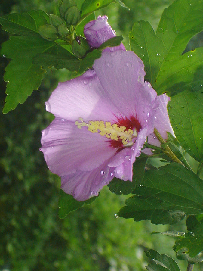 Rose of Sharon after the Rain Photograph by Margie Avellino