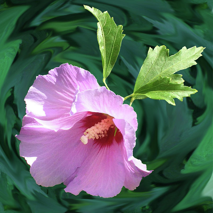 Rose of Sharon Photograph by Alison Stein