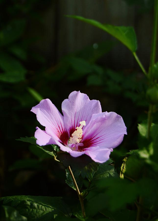 Rose of Sharon Beauty Photograph by Warren Thompson