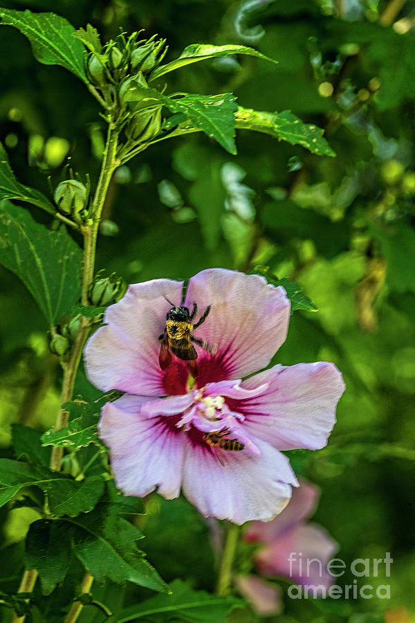 Rose Of Sharon Photograph - Rose of Sharon Blooms, Buds, Bumble Bee and Honey Bee 10402VT by Doug Berry