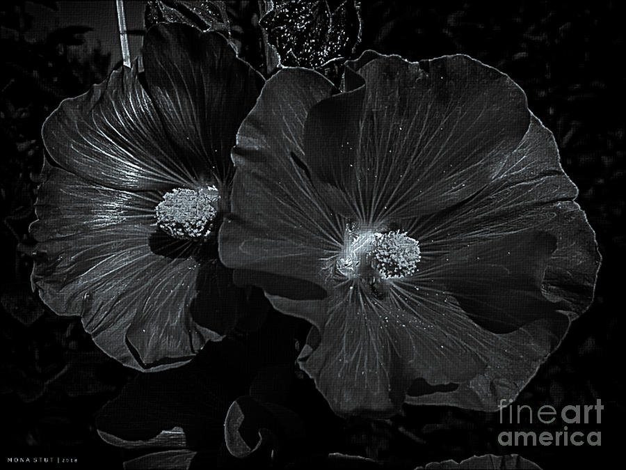 Rose of Sharon BW Photograph by Mona Stut