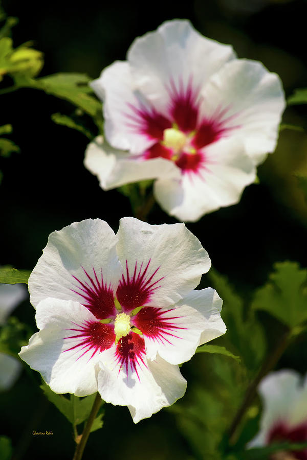 Rose of Sharon Photograph by Christina Rollo