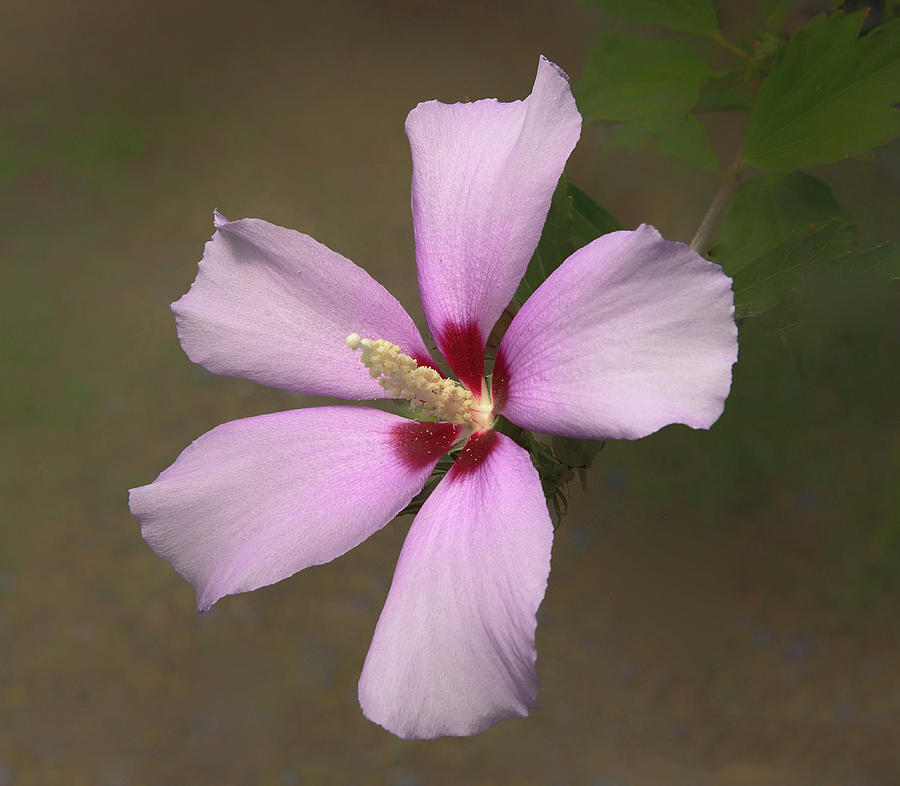 Rose of Sharon Photograph by Floyd Hopper