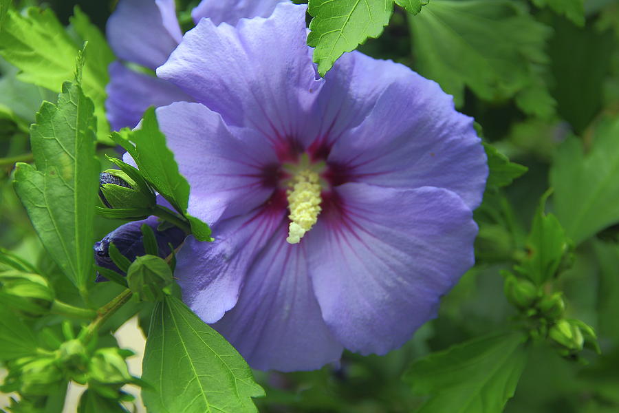 Rose of Sharon Hibiscus Photograph by Allen Nice-Webb