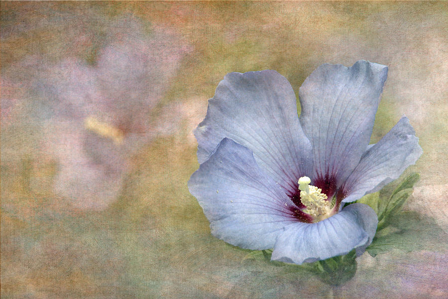 Rose of Sharon - Hibiscus Photograph by Angie Vogel