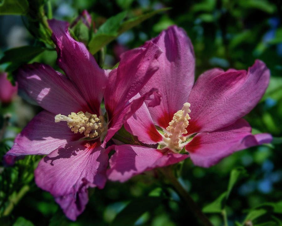Rose of Sharon Hibiscus Photograph by Garry McMichael