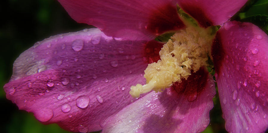 Rose of Sharon Hibiscus Panorama Photograph by Garry McMichael