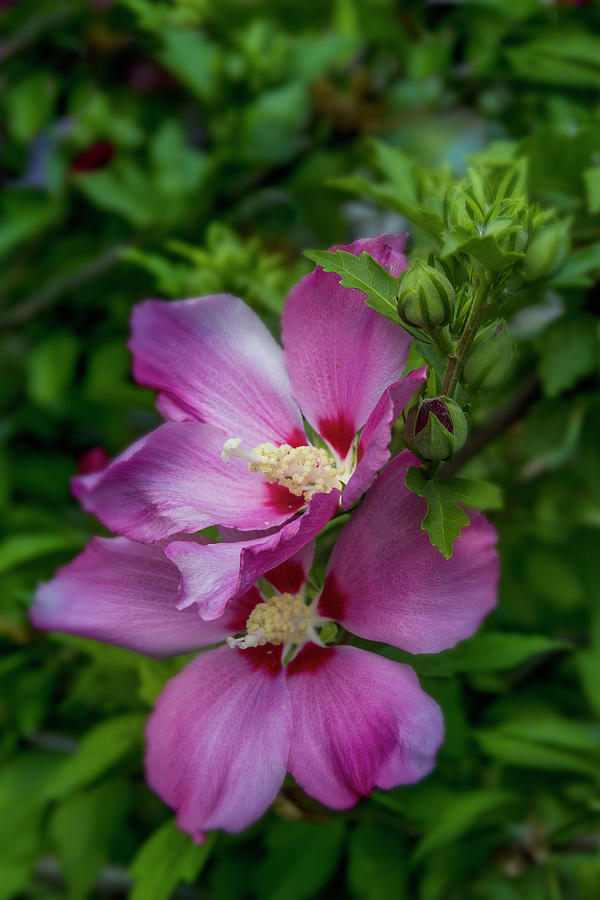 Rose of Sharon Hibiscus Vertical Photograph by Garry McMichael