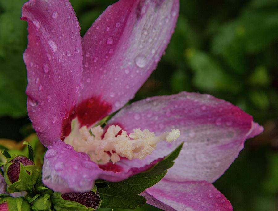 Rose of Sharon Hibiscus with rain drops Photograph by Garry McMichael