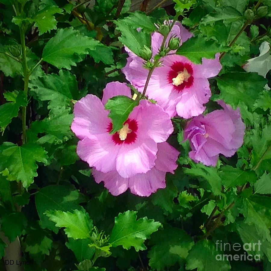 Rose Of Sharon In Pink Photograph