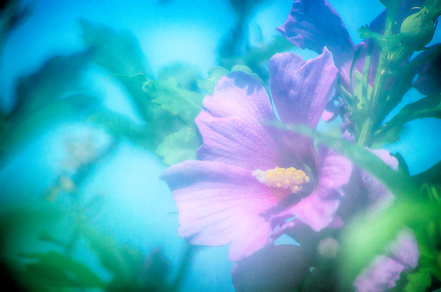 Rose of Sharon in Sun Photograph by John Diebolt