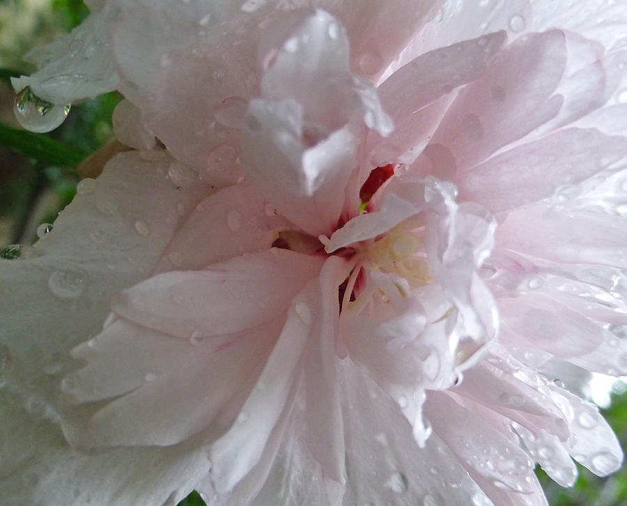 Rose of Sharon in the Rain Photograph by Claudia Goodell