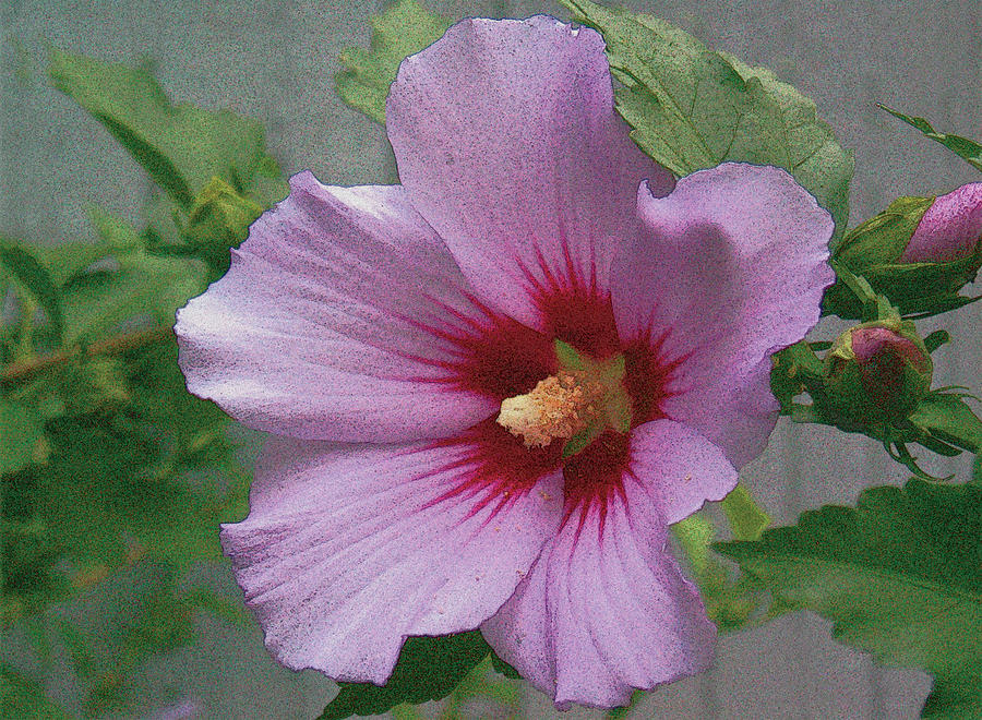 Rose of Sharon Painting by John Dyess