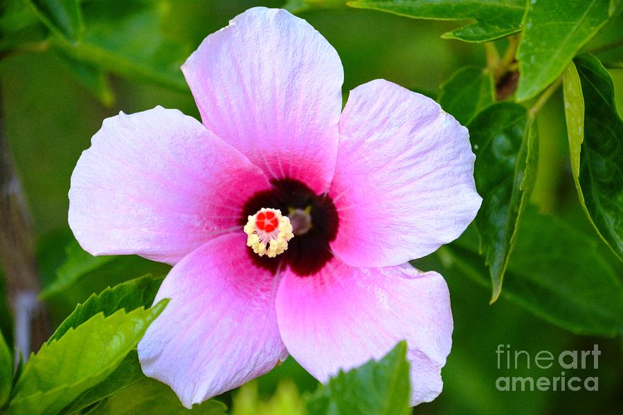 Spring Photograph - Rose of Sharon by Lisa Kilby