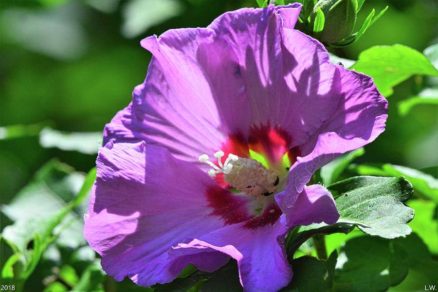 Rose Of Sharon Photograph by Lisa Wooten