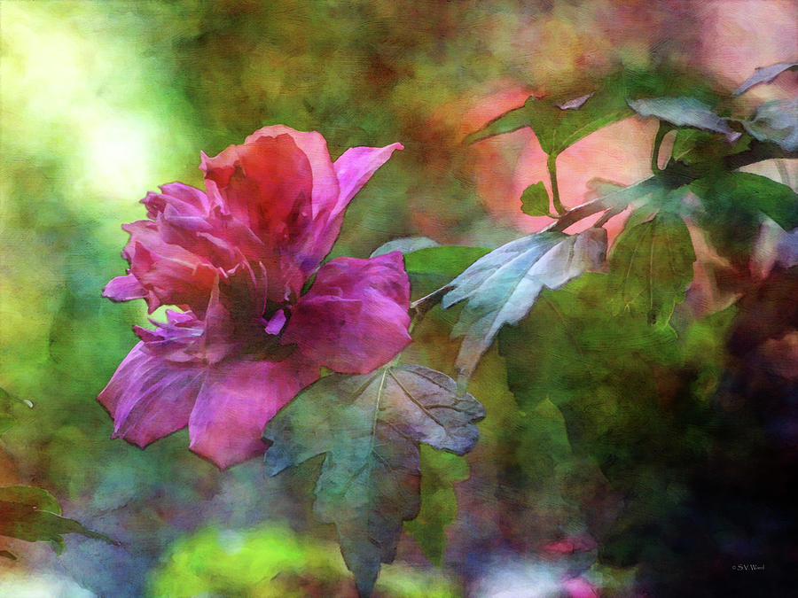 Rose of Sharon On The Branch 4066 IDP_2 Photograph by Steven Ward