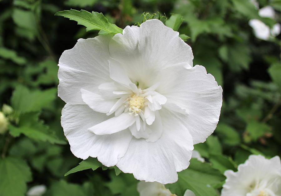 Rose of Sharon Photograph by Paul Meinerth