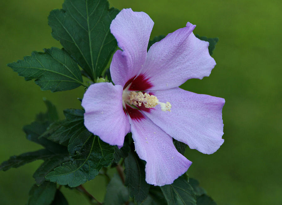 Rose of Sharon Photograph by Sandy Keeton