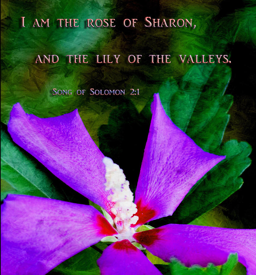 Rose of Sharon  Photograph by Sheri McLeroy