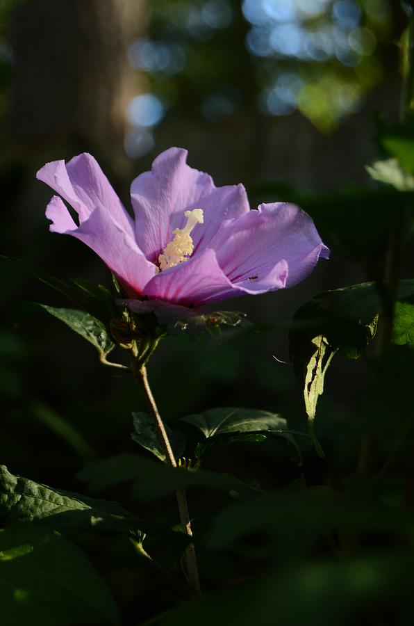 Rose of Sharon Side Photograph by Warren Thompson
