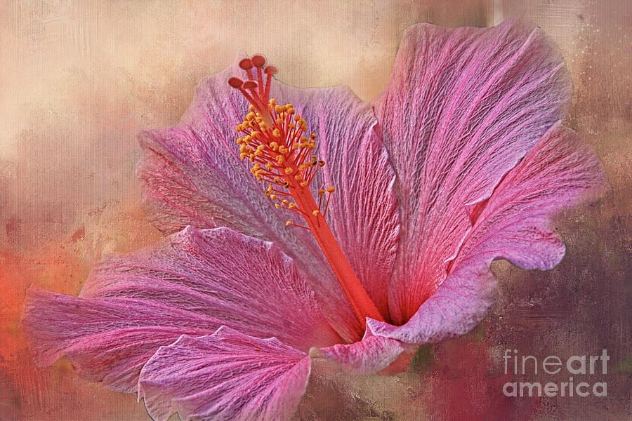 Flowers Still Life Photograph - Rose of Sharon Texture by Geraldine DeBoer