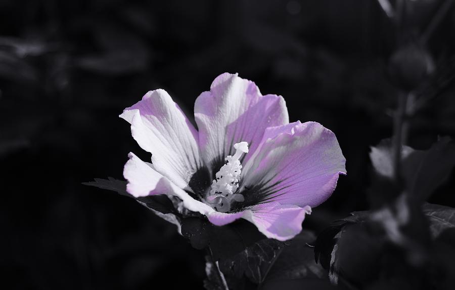 Rose of Sharon Photograph by Warren Thompson