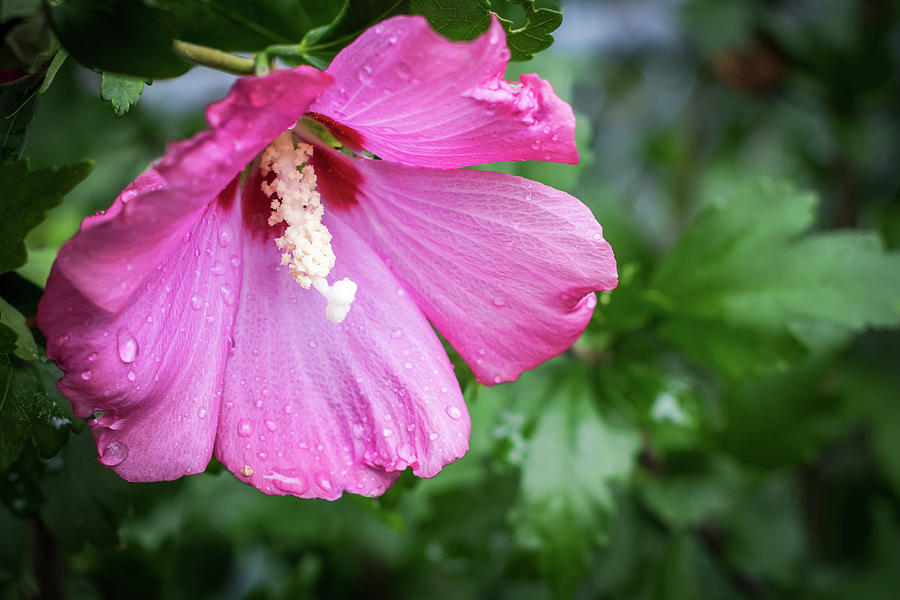 Rose Of Sharon With Rain Drops 2016 Photograph by Terry DeLuco