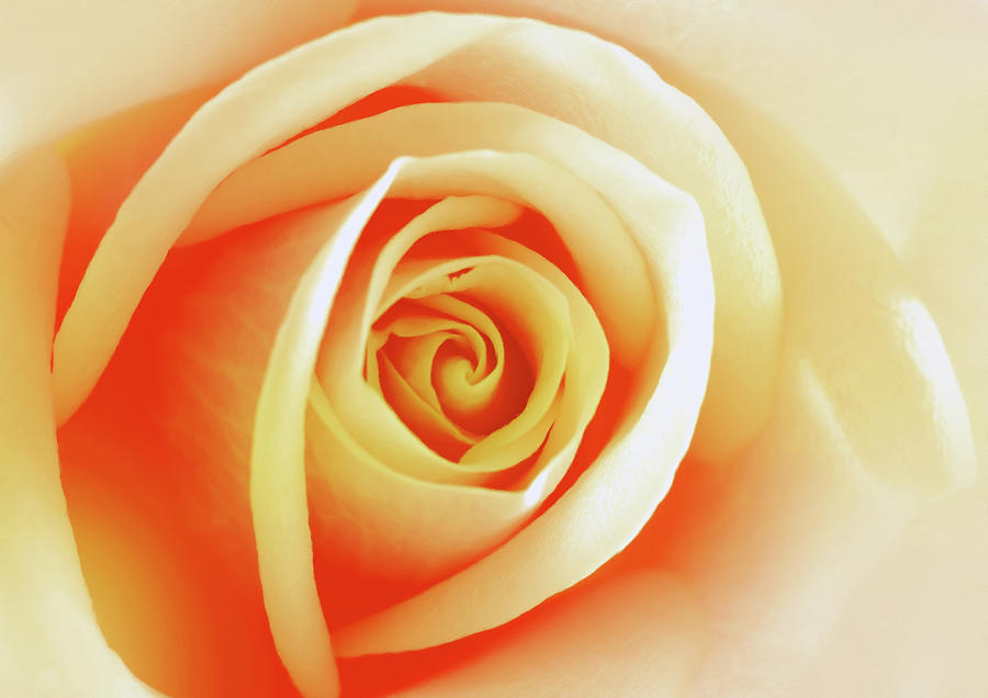Rose Digital Art - Rose Of Splendour by Georgiana Romanovna