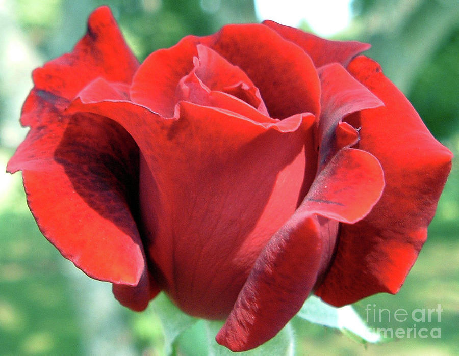 Rose of the Heart Photograph by Belinda Landtroop