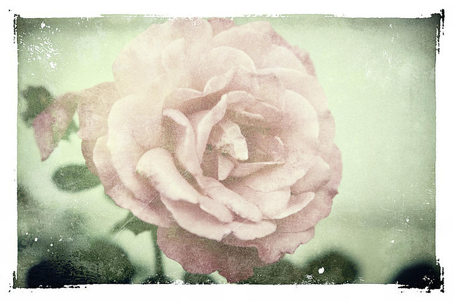 Nature Photograph - Rose of victorian moments by Toni Hopper