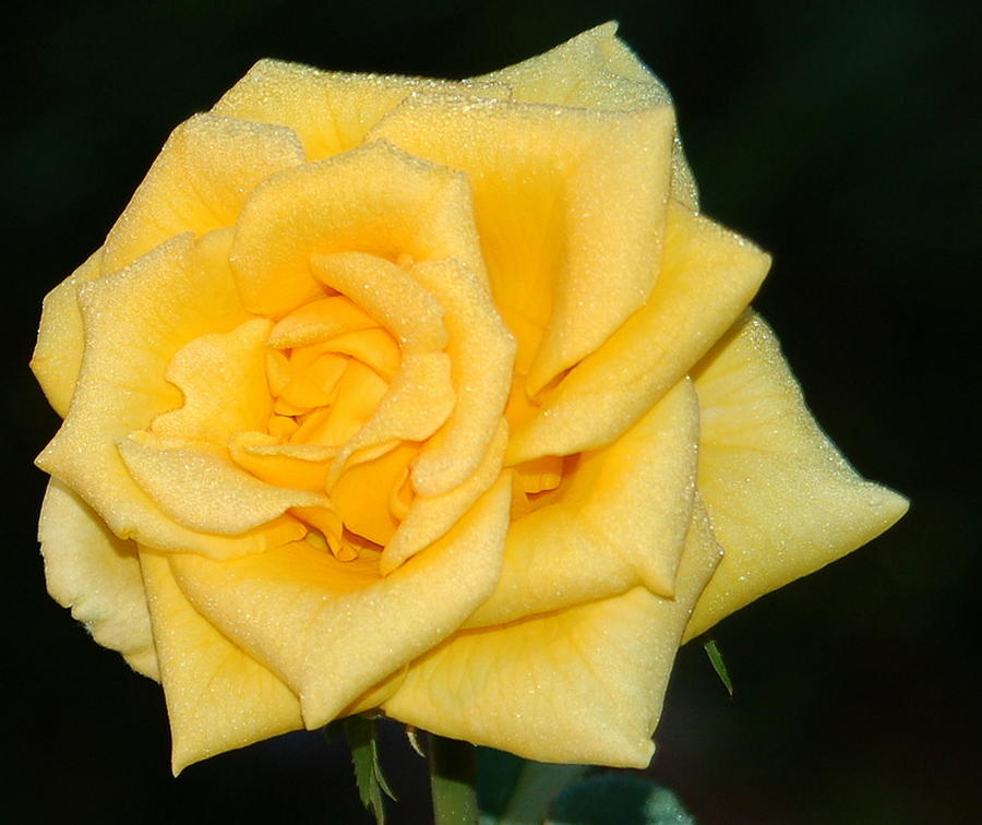 Rose of Yellow Photograph by Sandy Poore