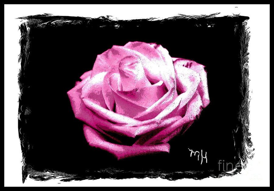 Rose on Black Photograph by Marsha Heiken