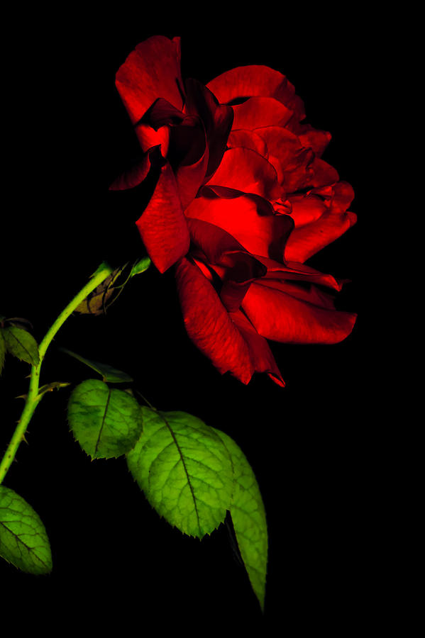 Rose on Black Photograph by Steve Stephenson