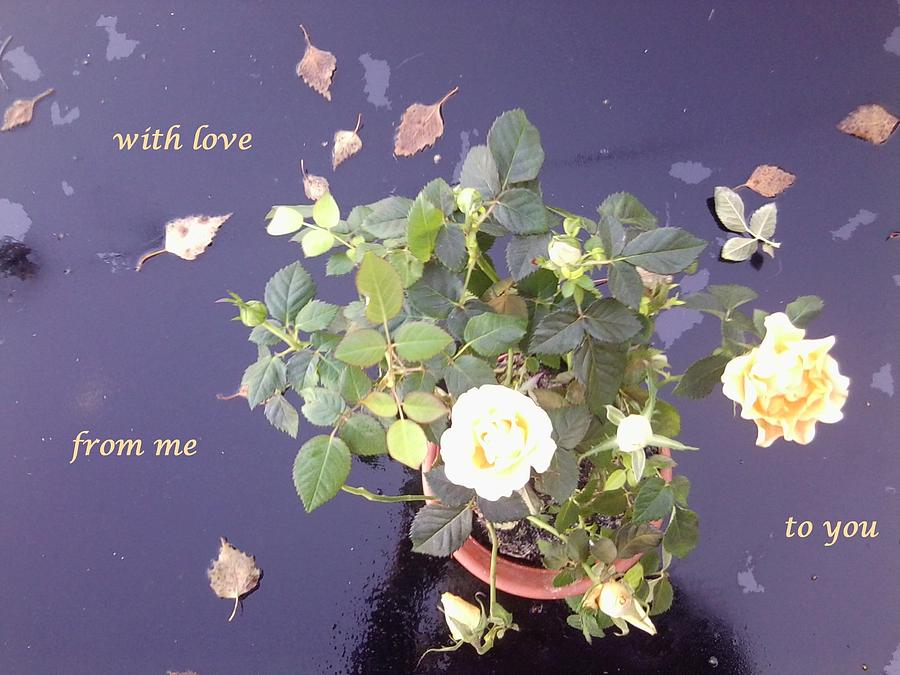 Rose on Glass Table with Loving Wishes Photograph by Julia Woodman
