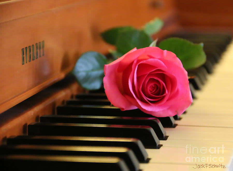 Rose on Piano 6285 Photograph by Jack Schultz