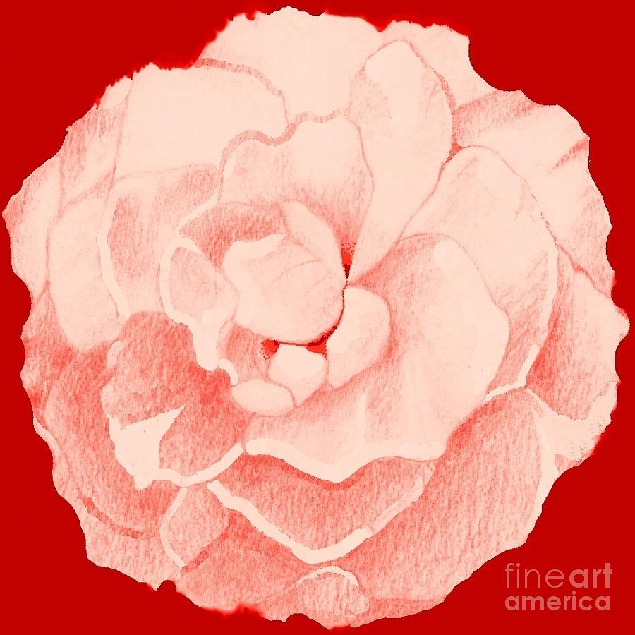 Rose On Red Digital Art