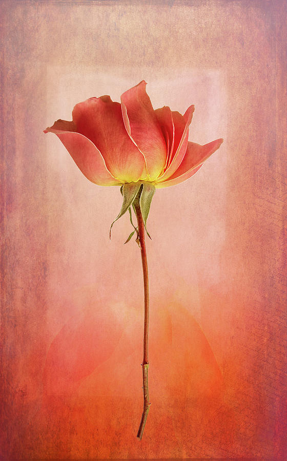 Rose on Texture Digital Art by Terry Davis
