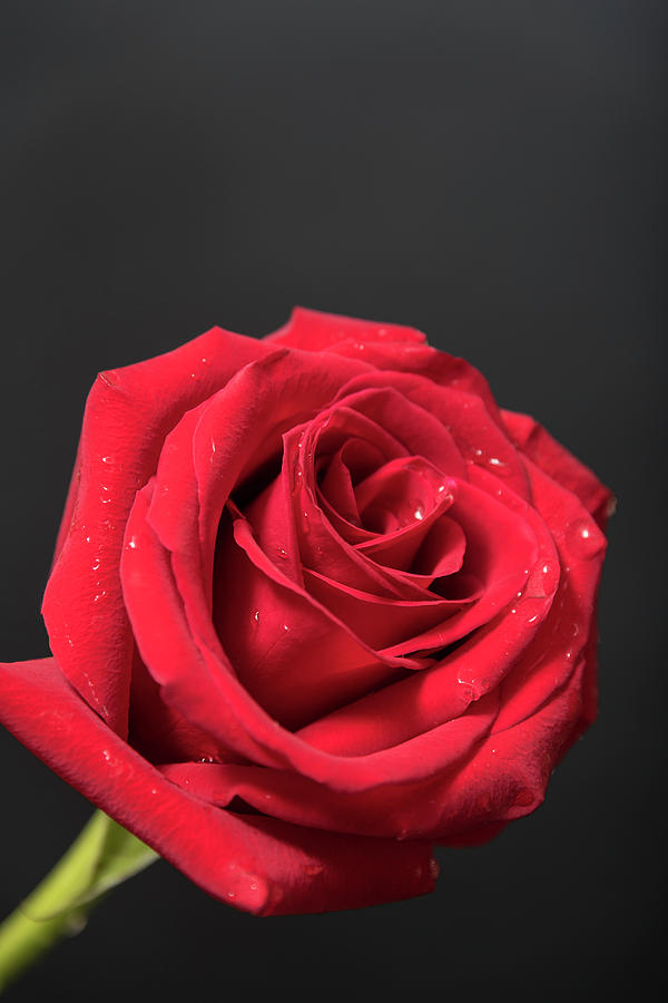 Rose On The Black Background Photograph
