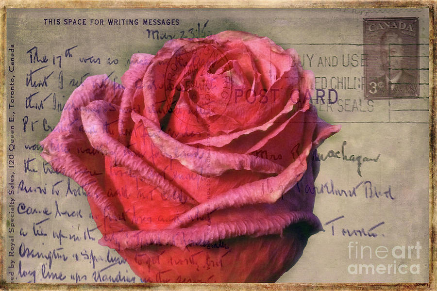 Rose on Vintage 1950s Post Card Photograph by Nina Silver