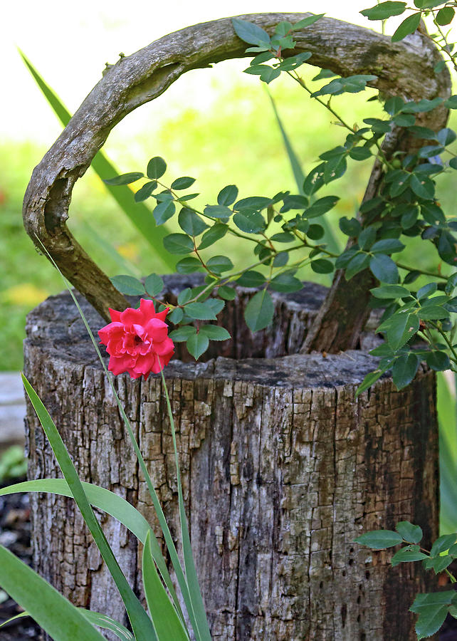 Rose on Wood Photograph by PJQandFriends Photography
