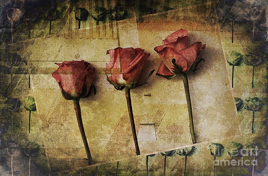 Rose Paper Photograph by Clare Bevan