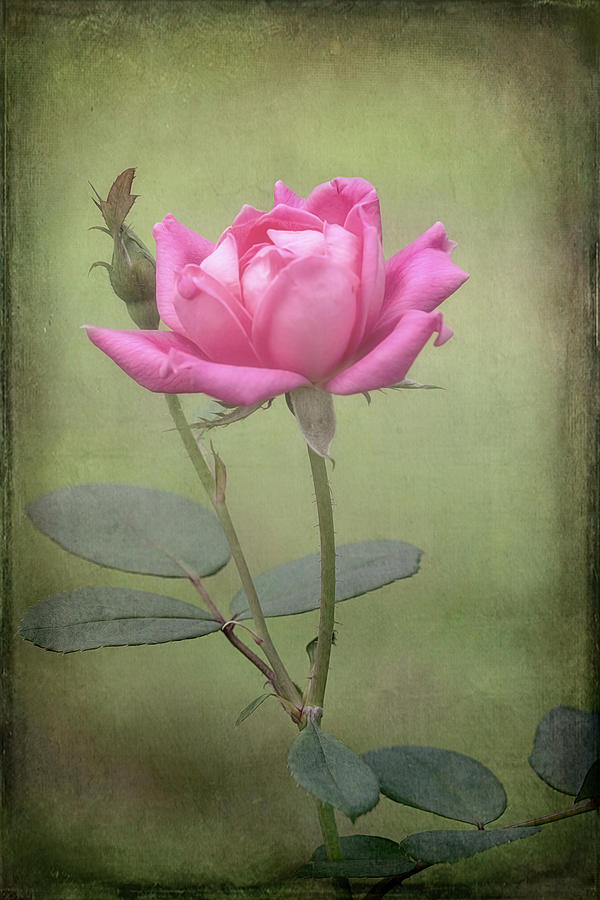 Rose by Patricia Cale Rose by Patricia Cale