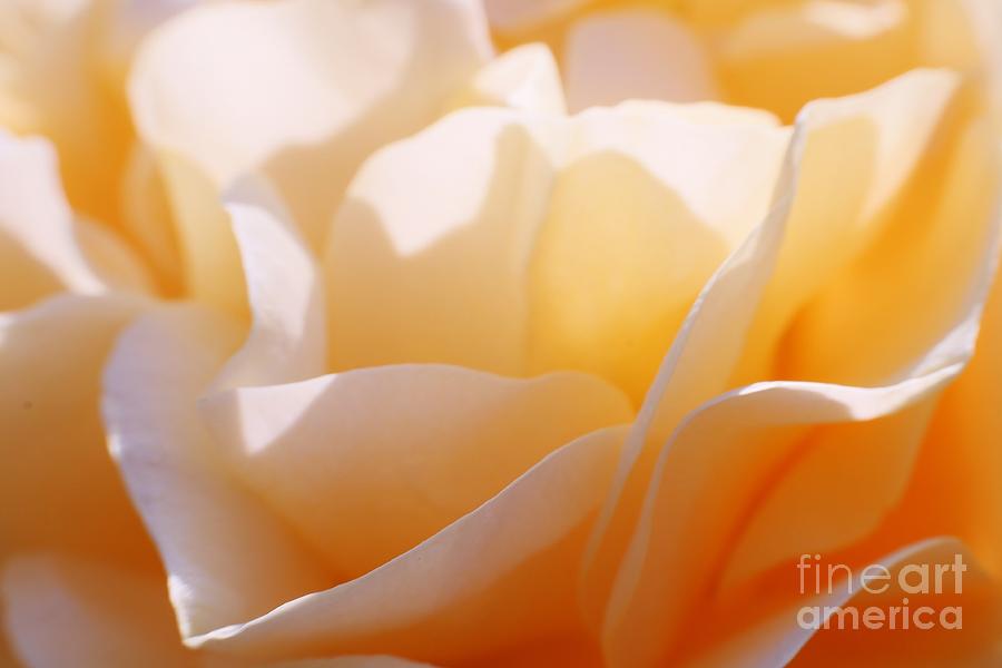 Flower Photograph - Rose Pedal by Larry Day
