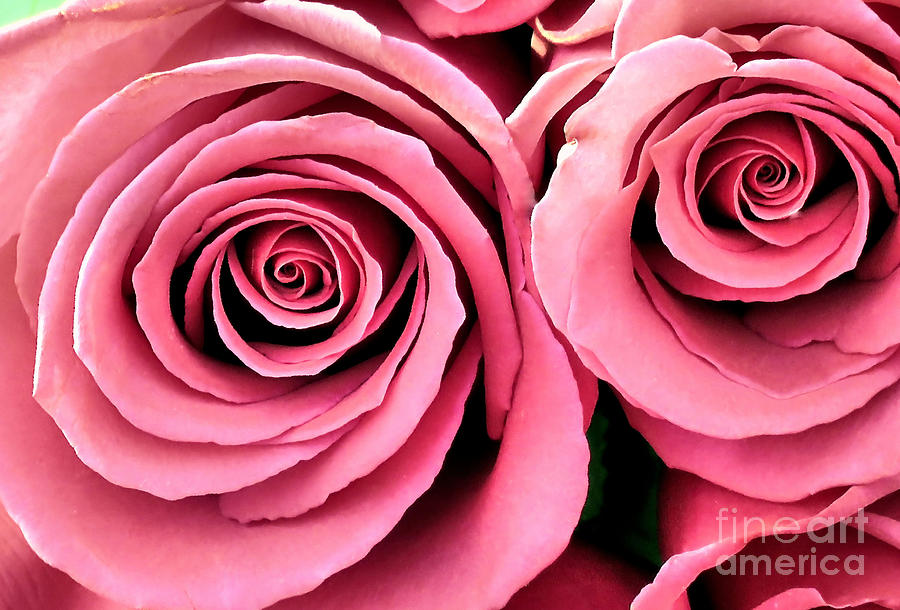 Rose Petal Swirls Photograph by Janice Drew