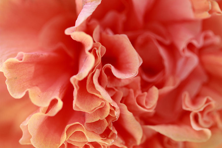 Rose Petals Abstract Photograph by Angela Murdock