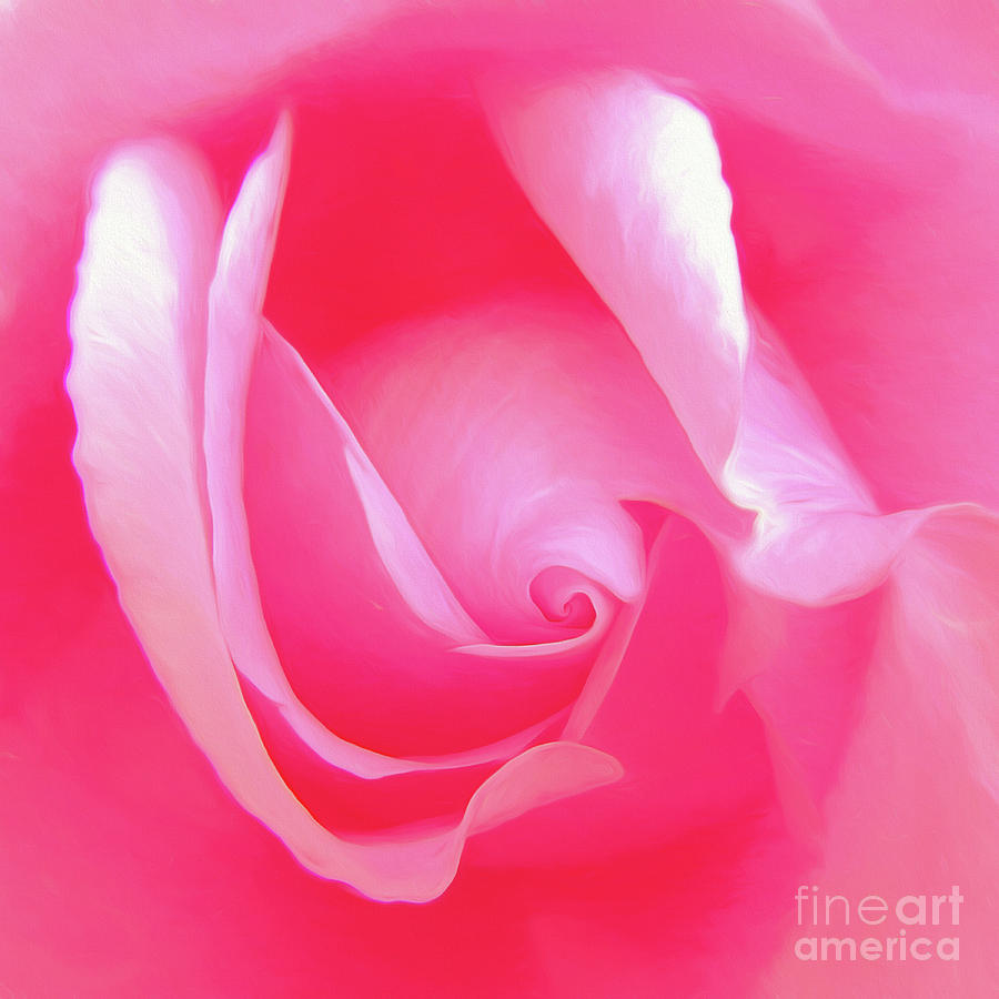 Rose Petals - Abstract Art Photograph by Scott Cameron