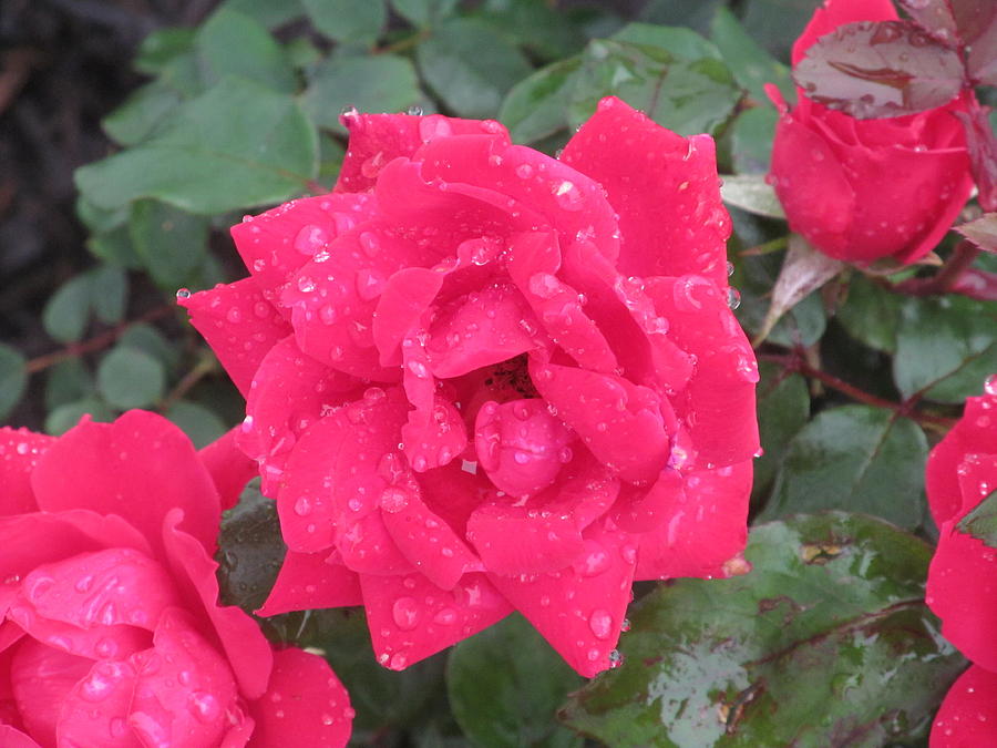 Rose Petals and Raindrops Photograph by Loretta Pokorny