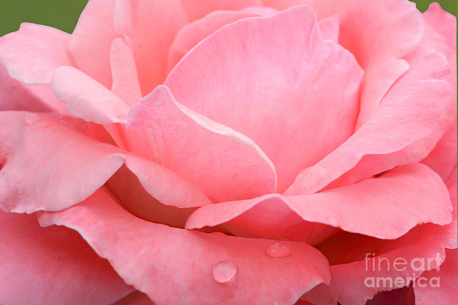 Pink Rose Photograph - Rose Petals and Raindrops by Regina Geoghan