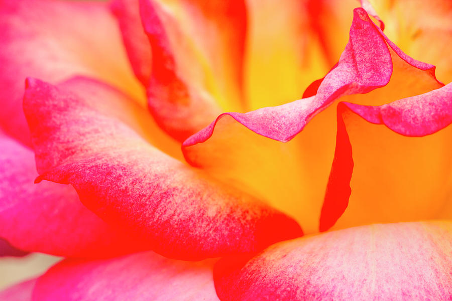 Rose Petals Close Up Photograph by Teri Virbickis